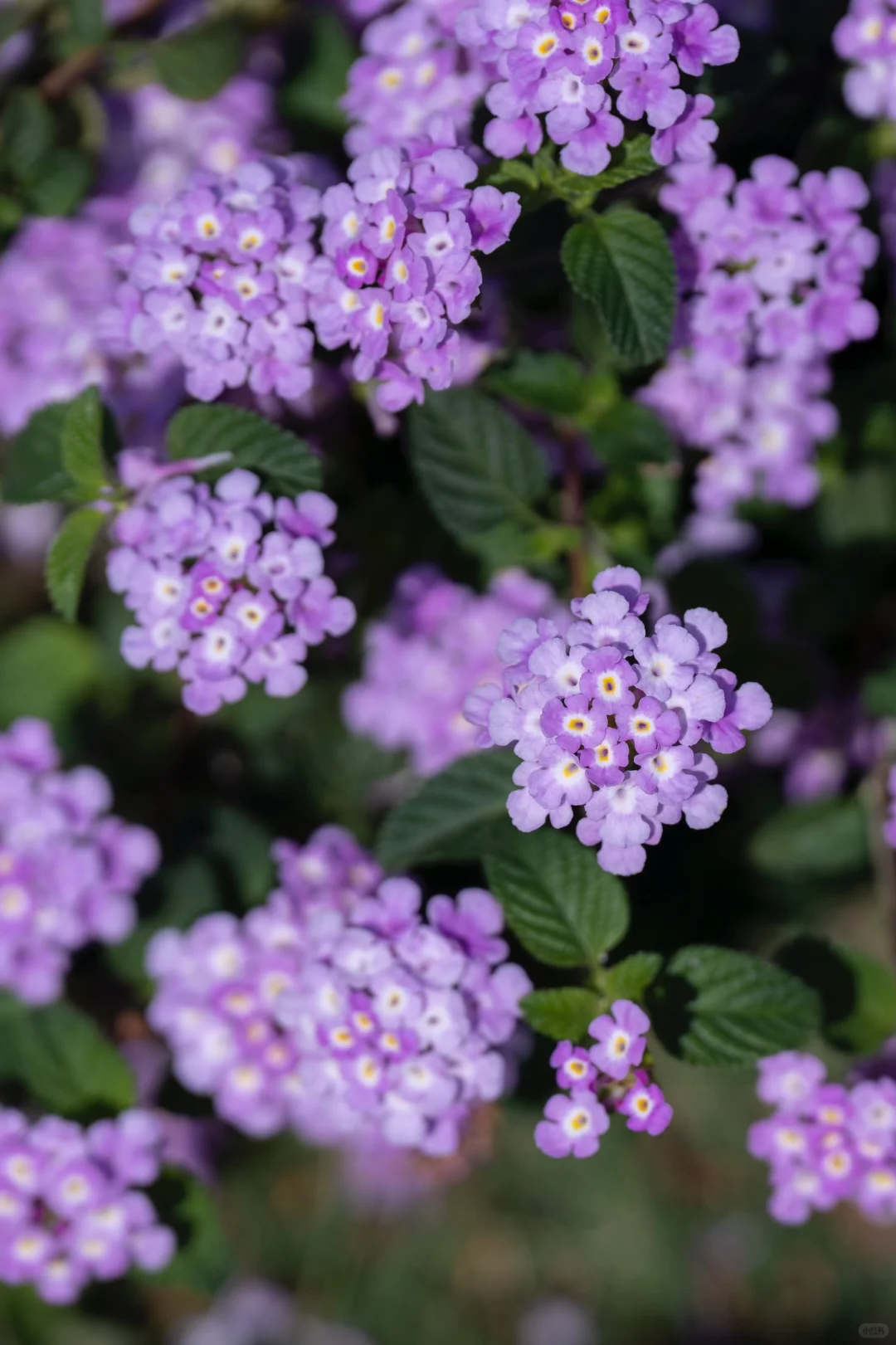 在南方，我闯入了莫奈的冬日花园💜紫色浪漫