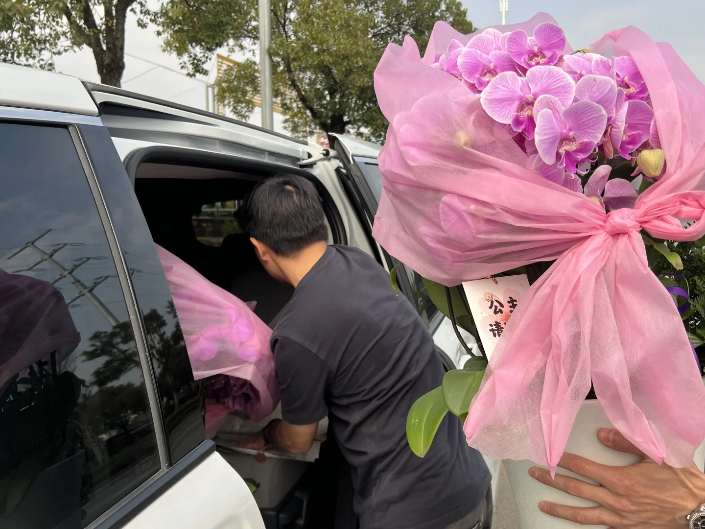 南宁蝴蝶兰、整车走