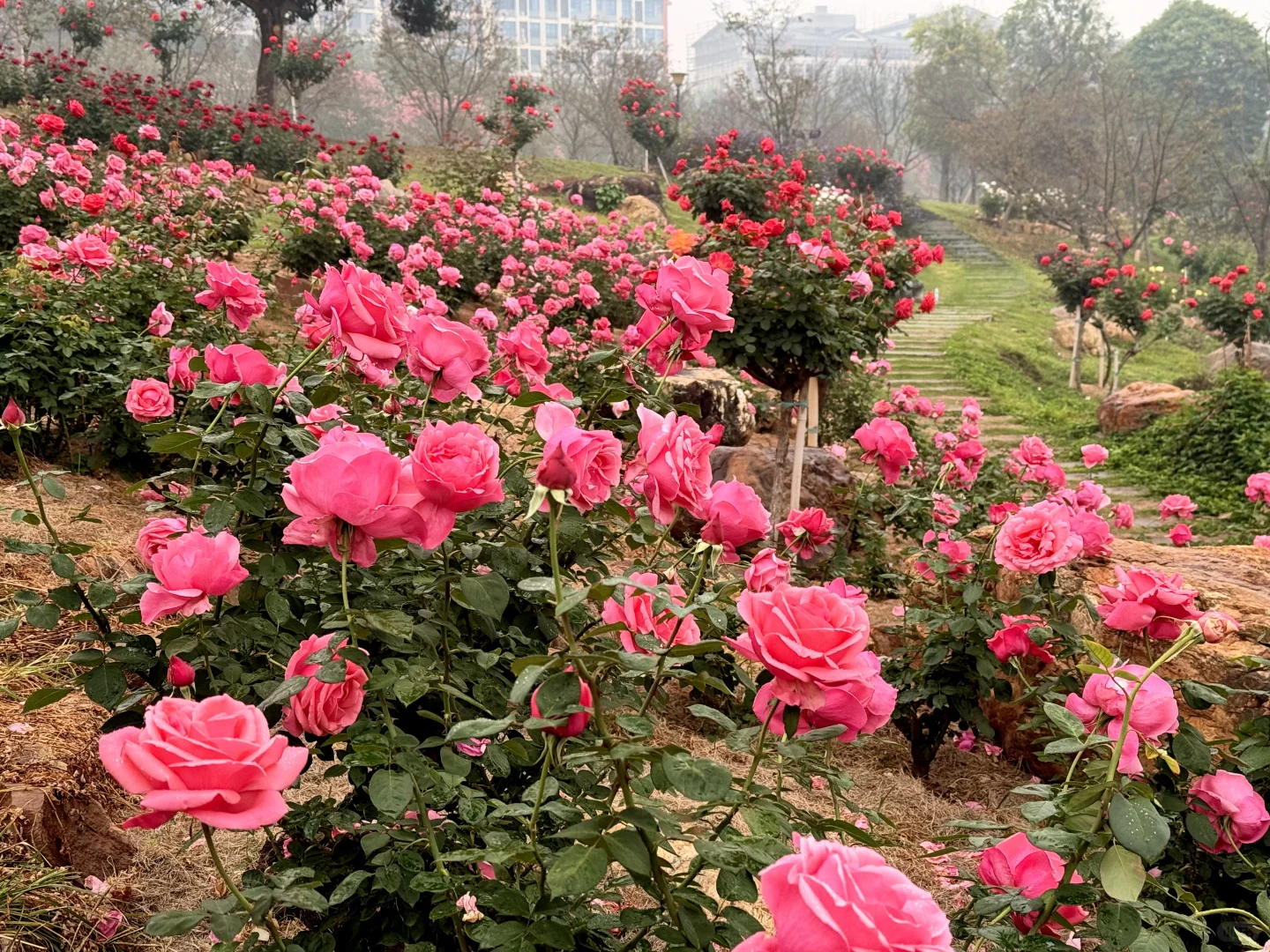 12.12青秀山实况：樱花园月季花开了绝美～