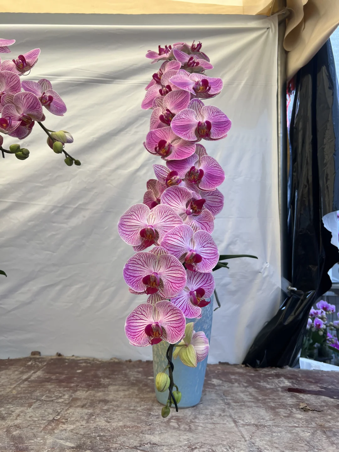 我在南宁等，等你来赏兰花！