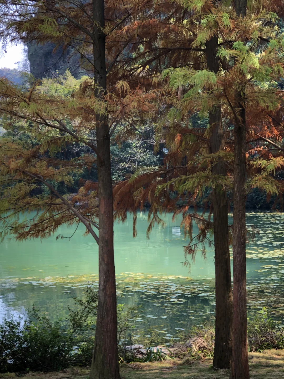 柳州｜龙潭你又美了