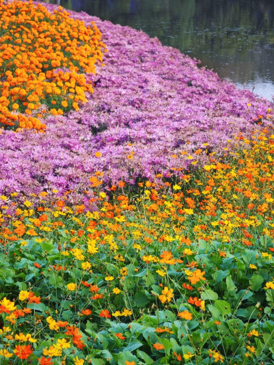感觉一半的南宁人都去了青秀山