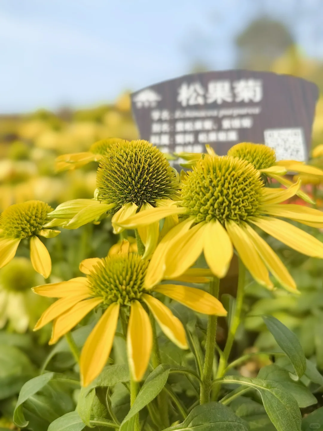 2025寒假之南宁篇