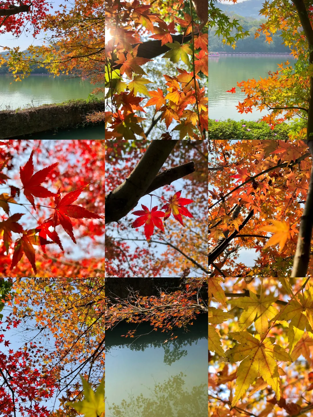 柳州｜龙潭你又美了