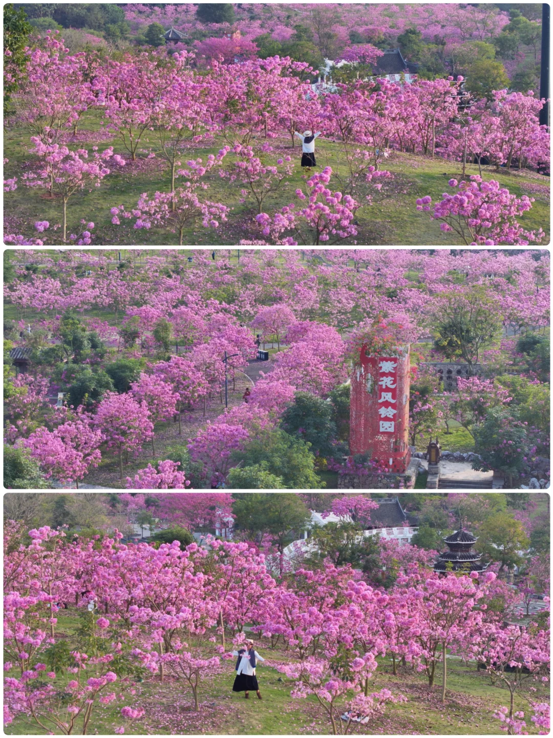 日落紫风铃花海，“紫”醉金迷的梦！