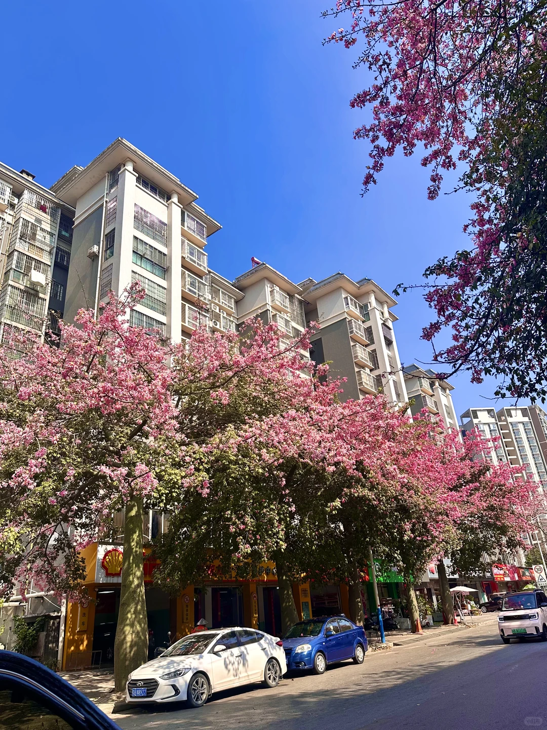 12月份的柳州。。。好美的木棉花啊🌸