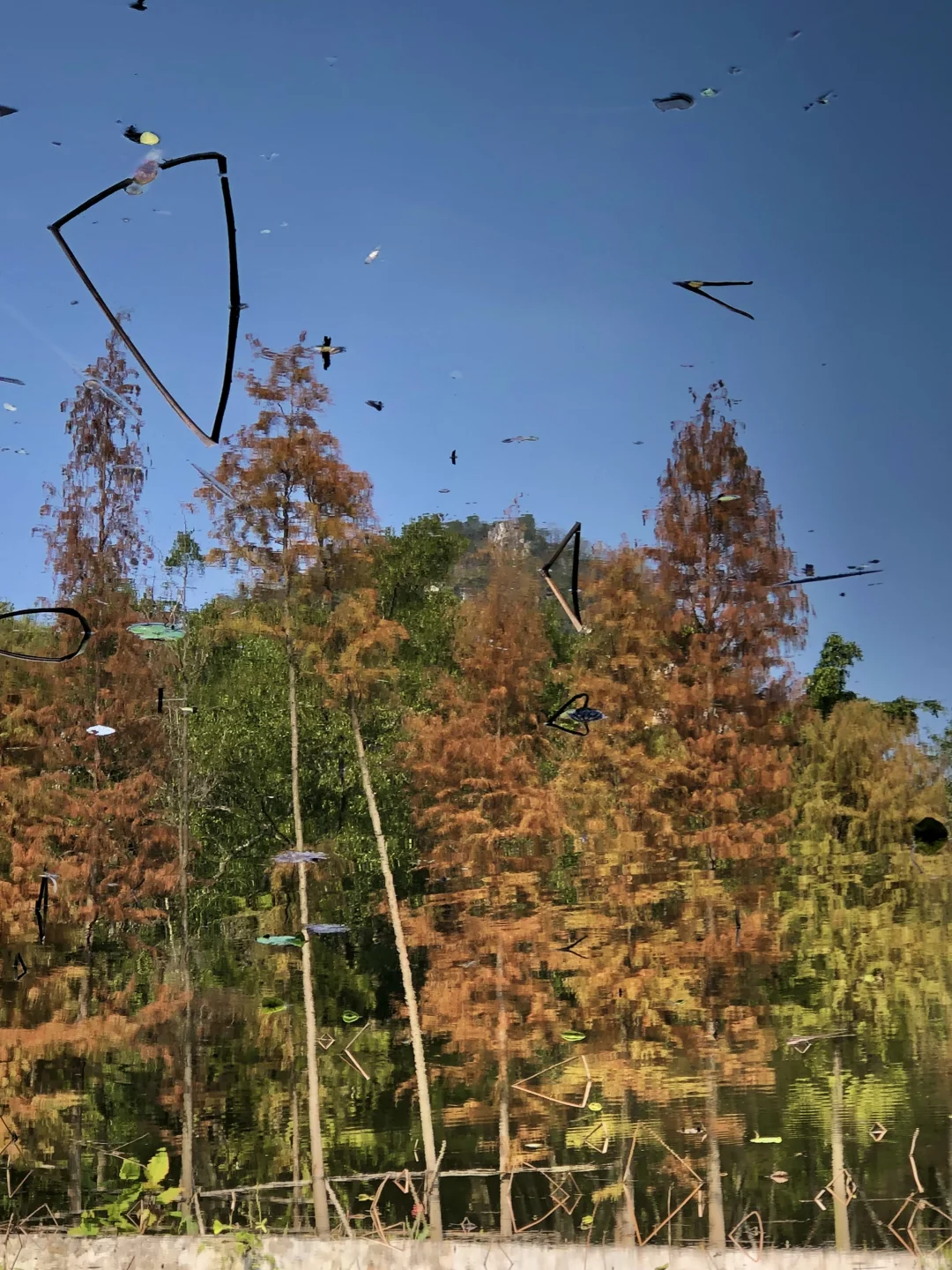 柳州｜龙潭你又美了