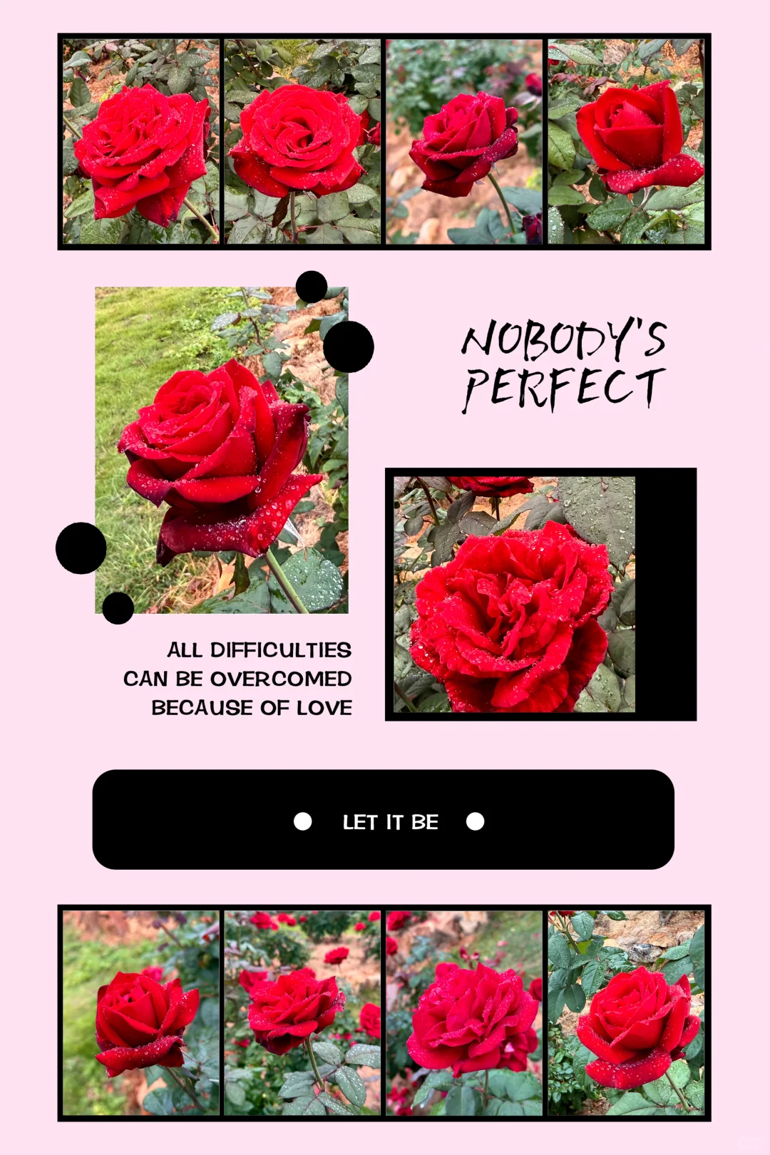 12.12青秀山实况：樱花园月季花开了绝美～