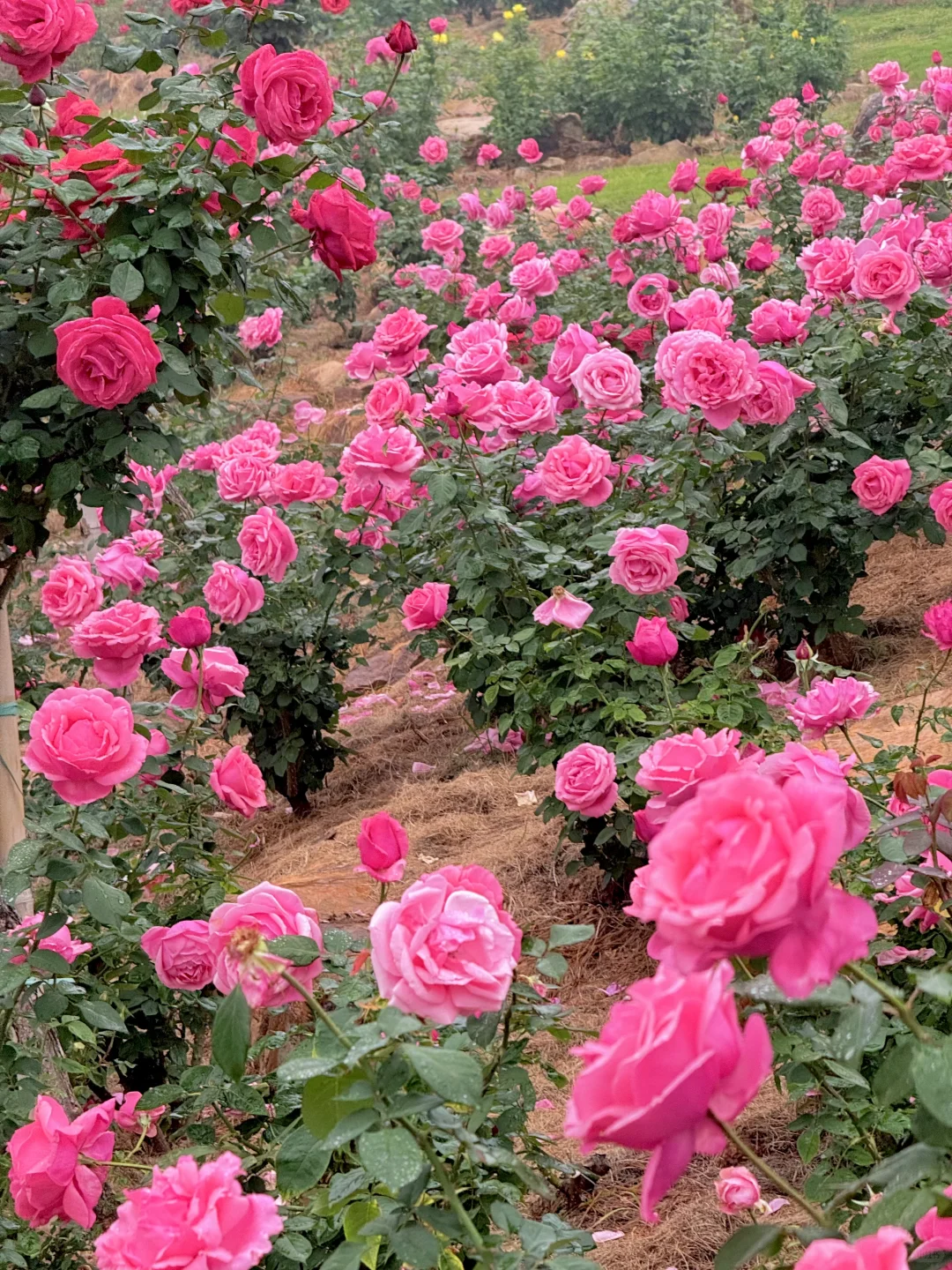 12.12青秀山实况：樱花园月季花开了绝美～