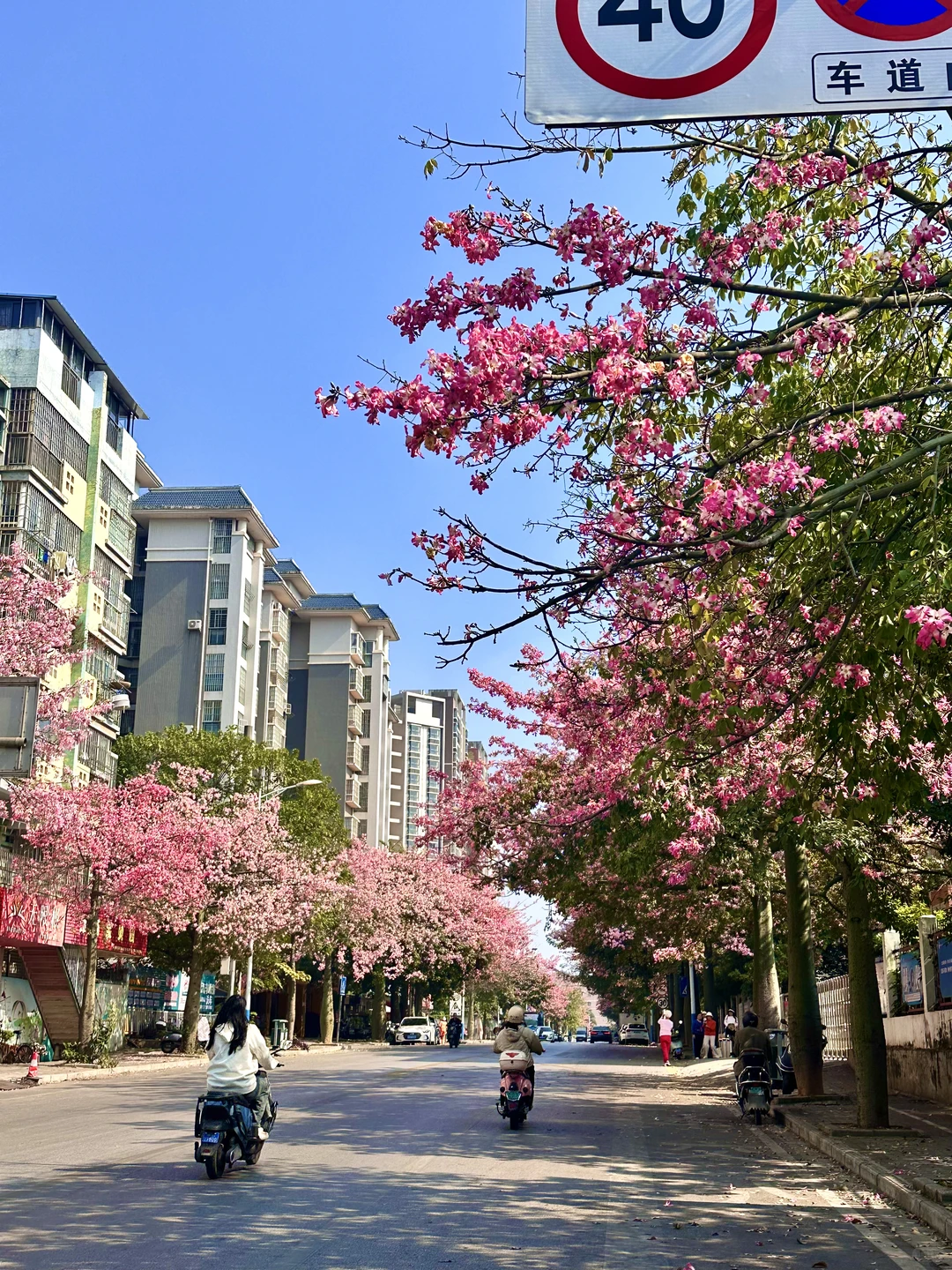 12月份的柳州。。。好美的木棉花啊🌸