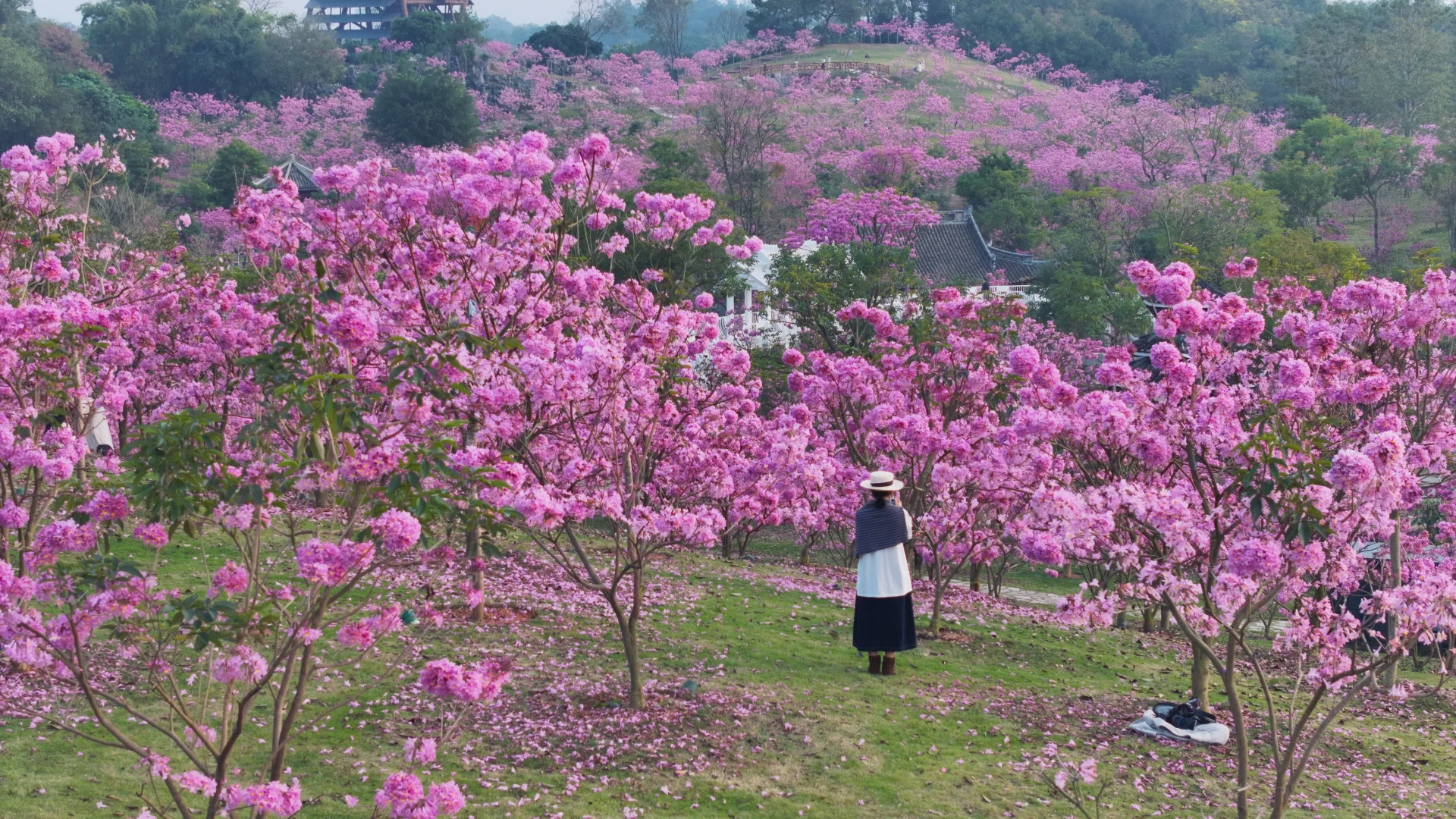 日落紫风铃花海，“紫”醉金迷的梦！