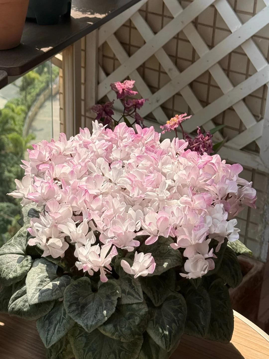 10倍花量爆发！聊一聊仙客来要如何促花