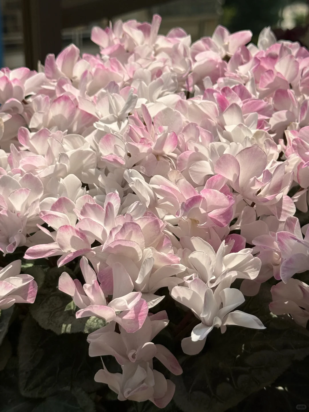 10倍花量爆发！聊一聊仙客来要如何促花