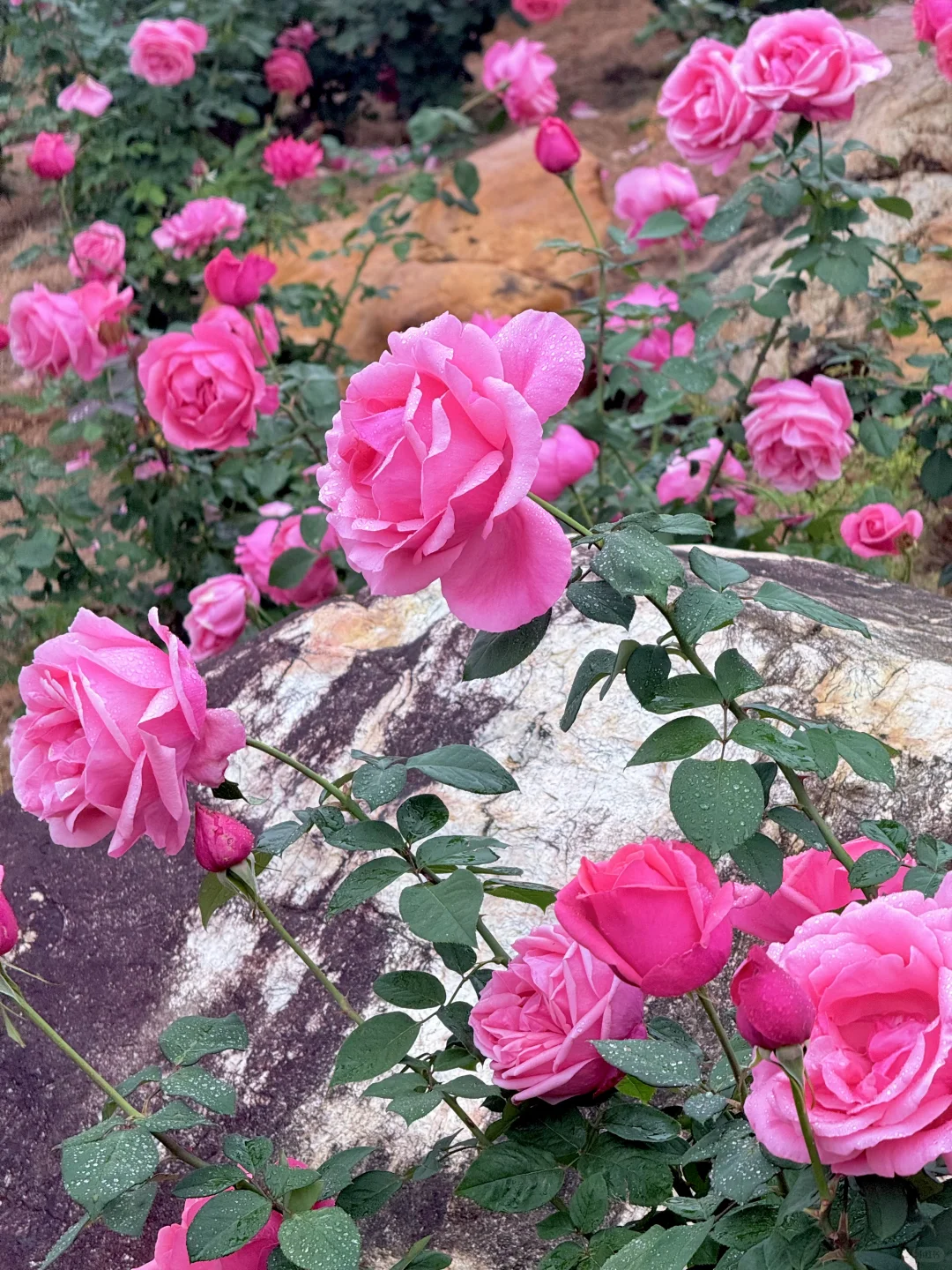 12.12青秀山实况：樱花园月季花开了绝美～