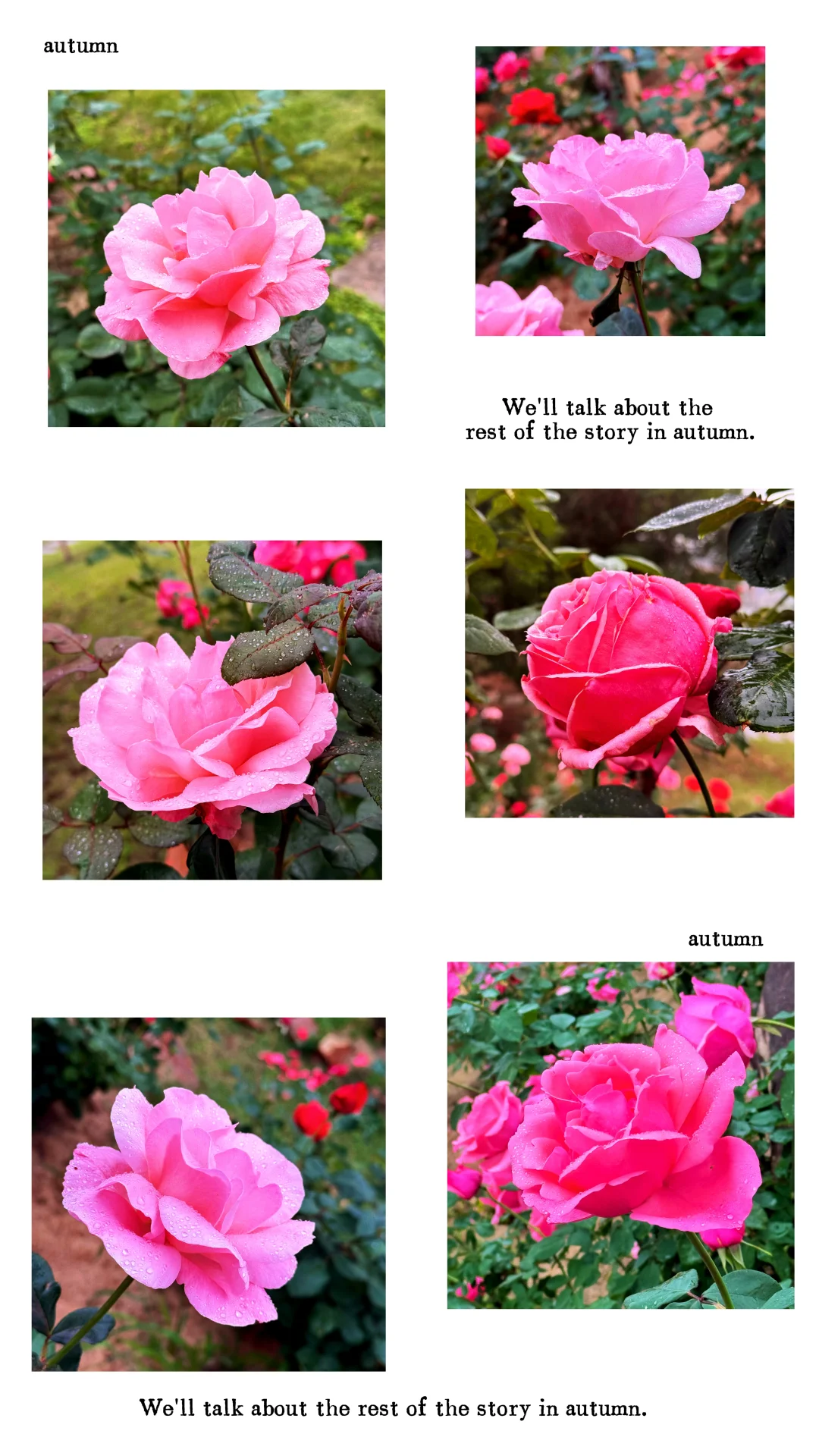 12.12青秀山实况：樱花园月季花开了绝美～