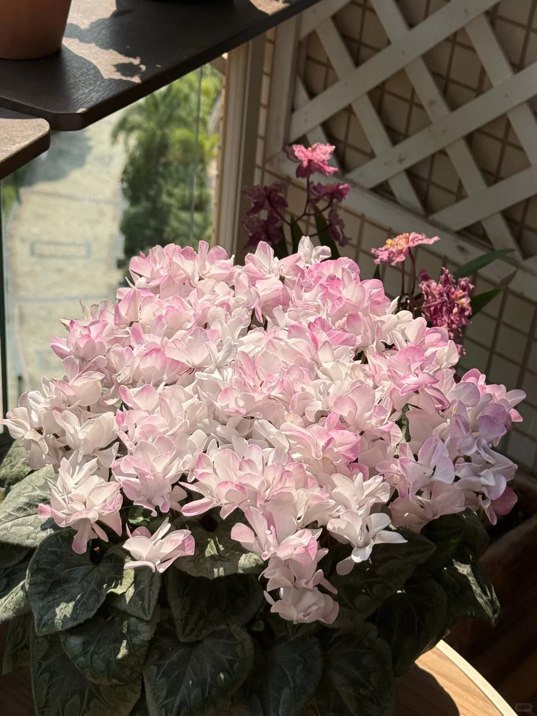 10倍花量爆发！聊一聊仙客来要如何促花