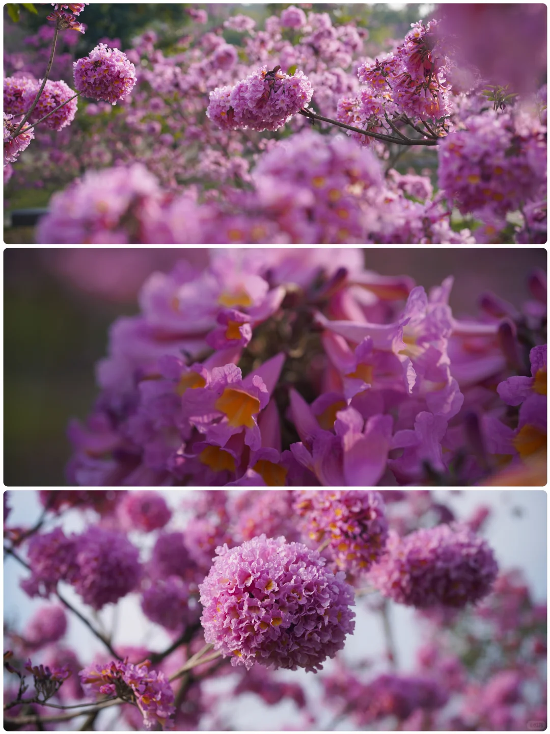 日落紫风铃花海，“紫”醉金迷的梦！