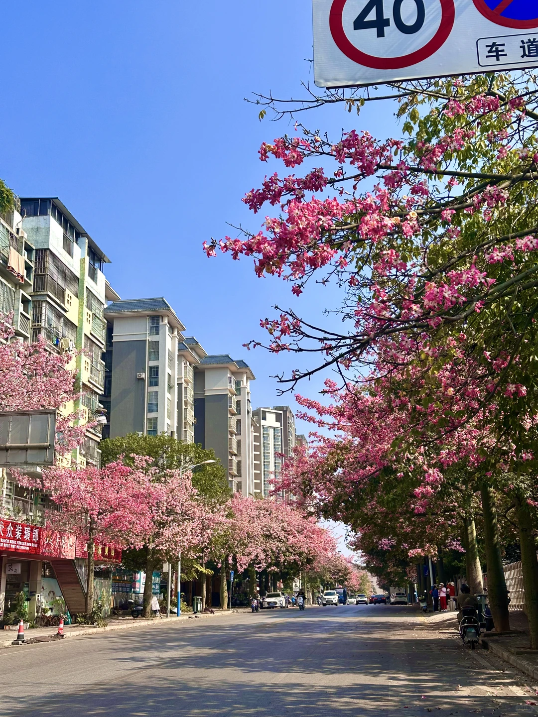 12月份的柳州。。。好美的木棉花啊🌸