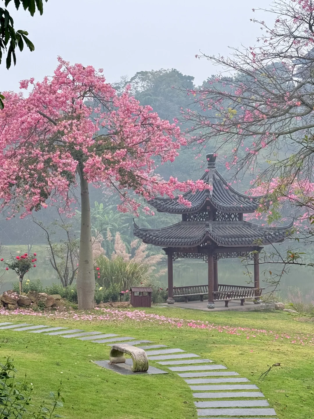12.12青秀山实况：樱花园月季花开了绝美～
