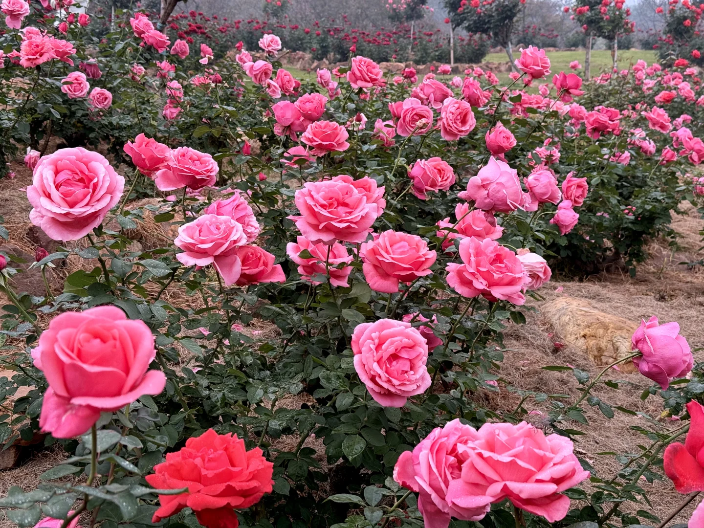 12.12青秀山实况：樱花园月季花开了绝美～