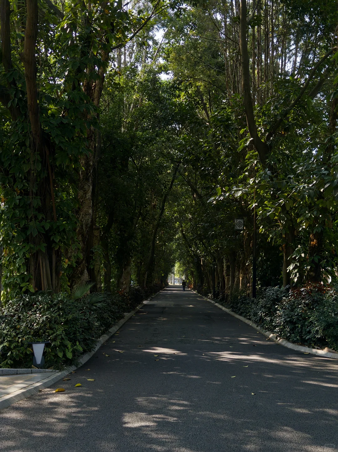 不会还有人没去过南宁这个公园吧…