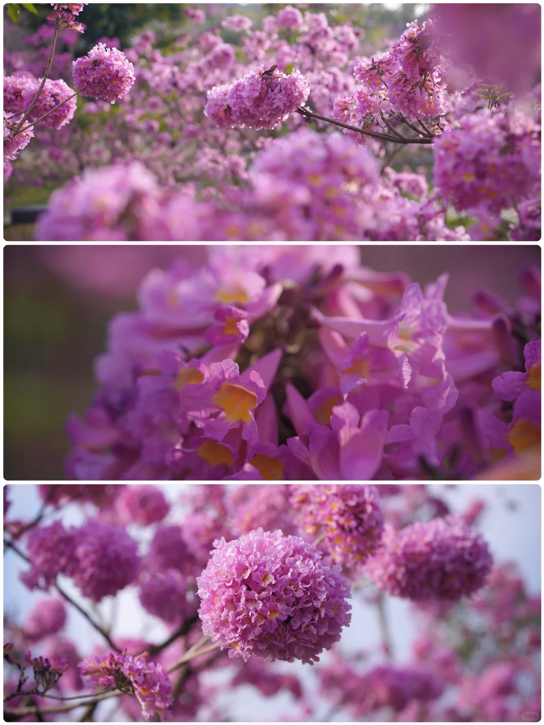 日落紫风铃花海，“紫”醉金迷的梦！
