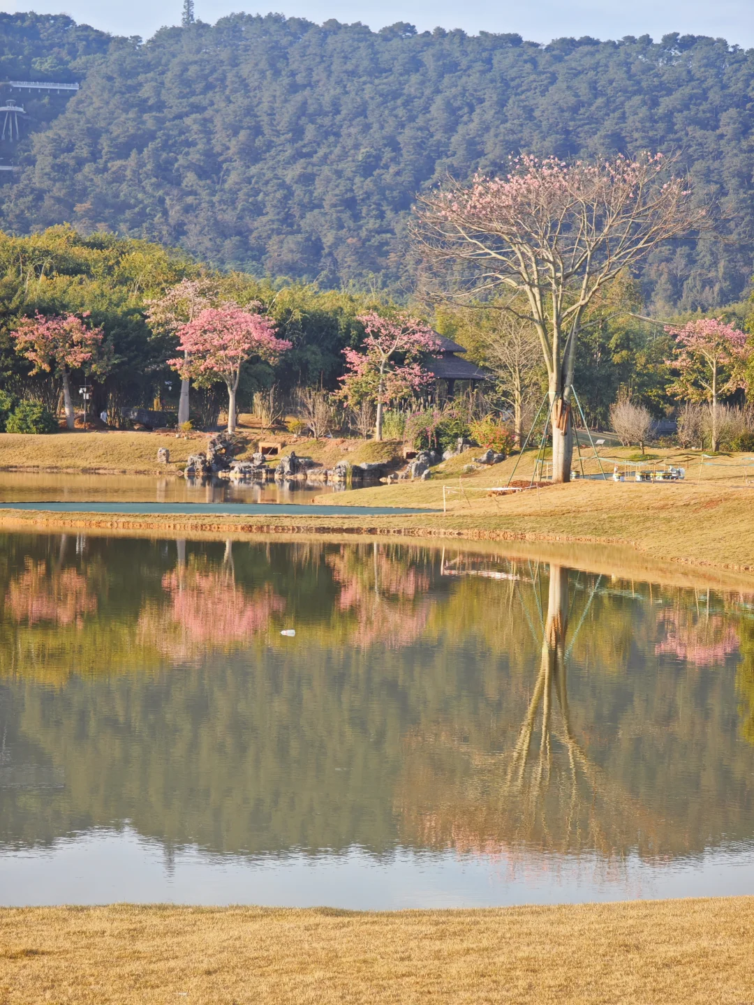 感觉一半的南宁人都去了青秀山