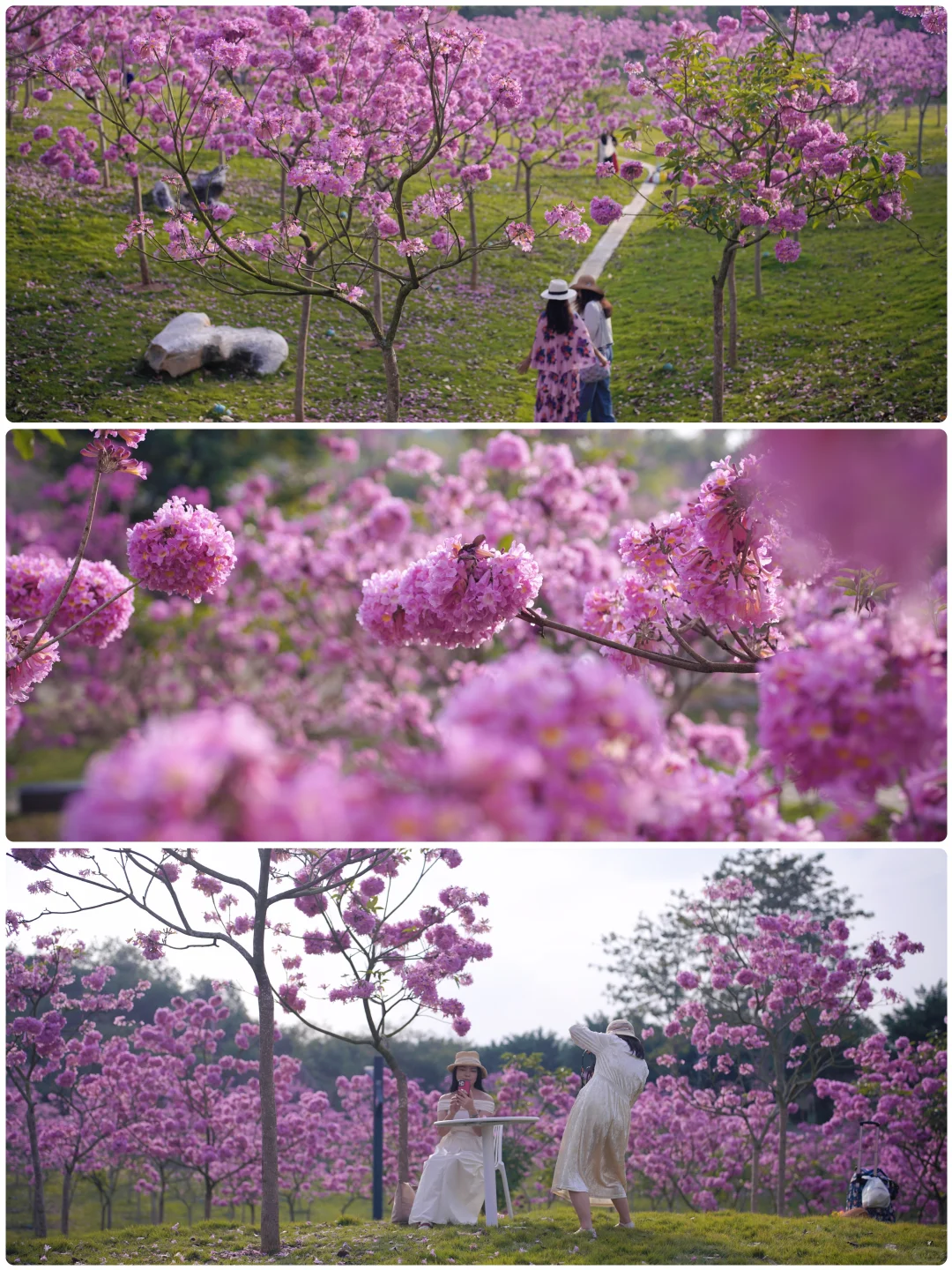 日落紫风铃花海，“紫”醉金迷的梦！