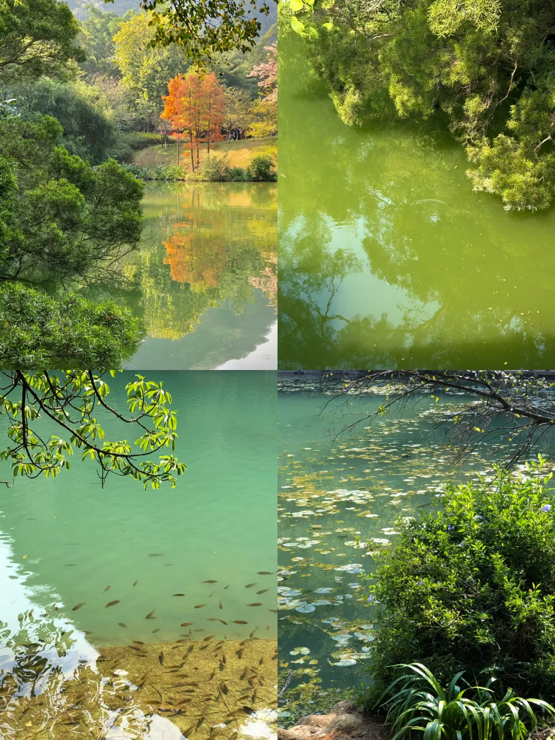 柳州｜龙潭你又美了