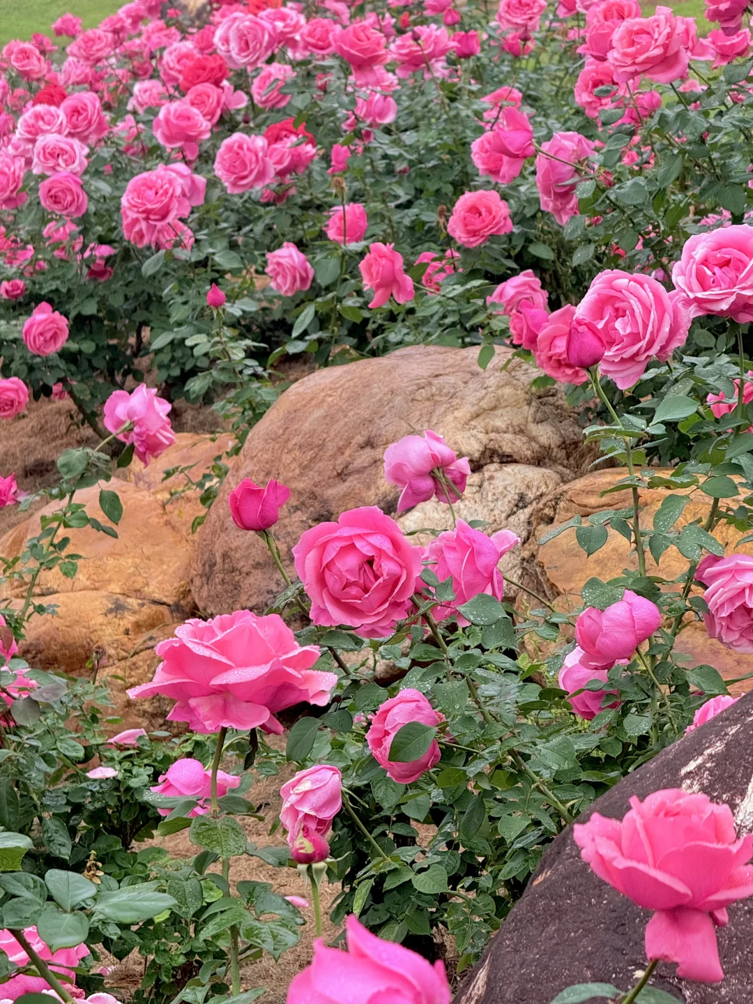 12.12青秀山实况：樱花园月季花开了绝美～