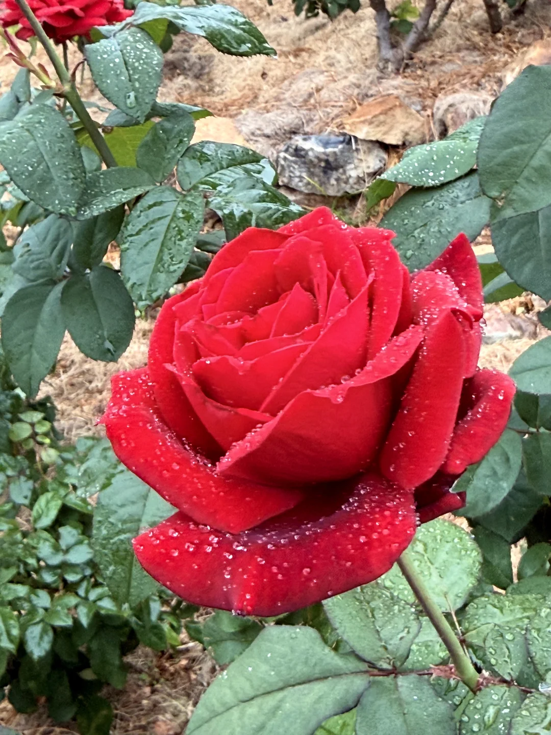 12.12青秀山实况：樱花园月季花开了绝美～