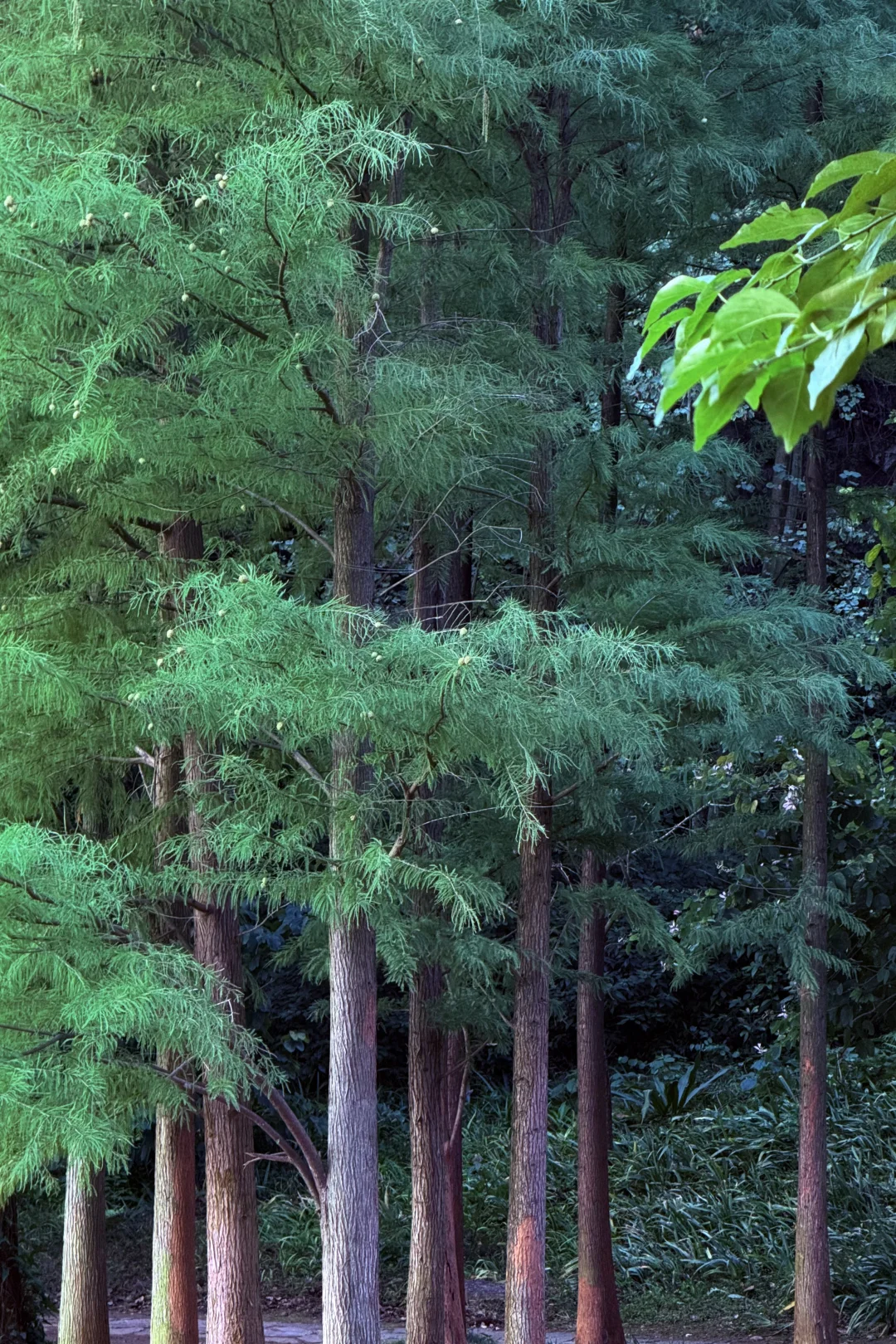 柳州市区爬山看日出就来这