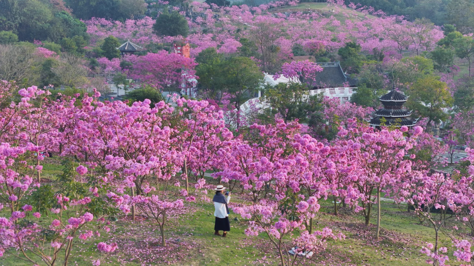 日落紫风铃花海，“紫”醉金迷的梦！
