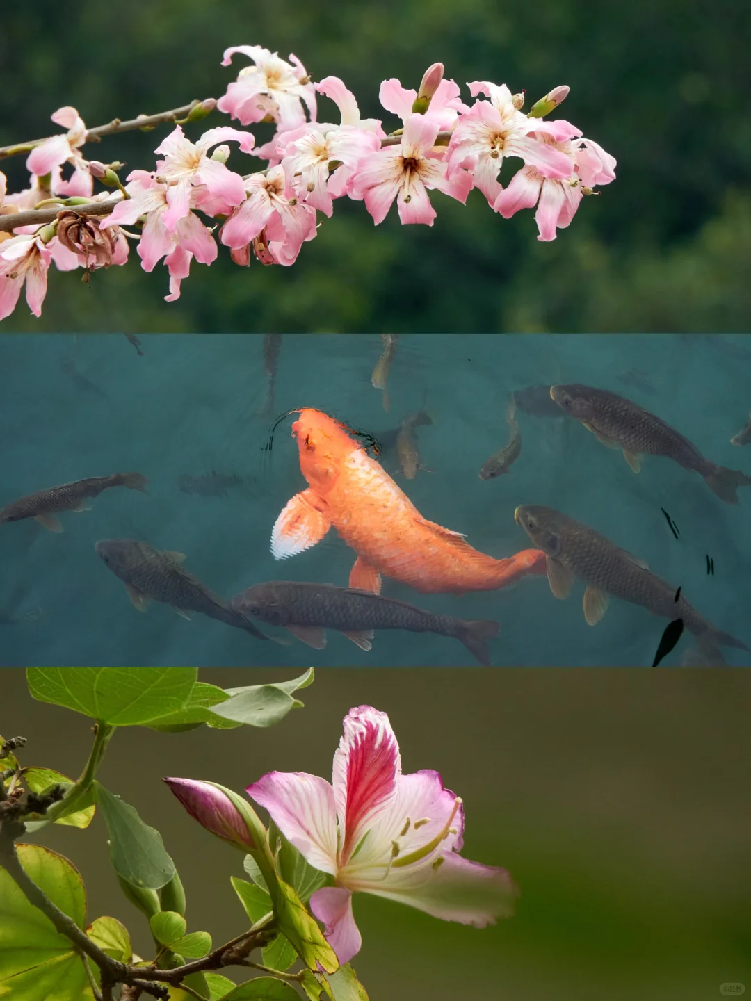 柳州，一座来了就不想走的宝藏小城！