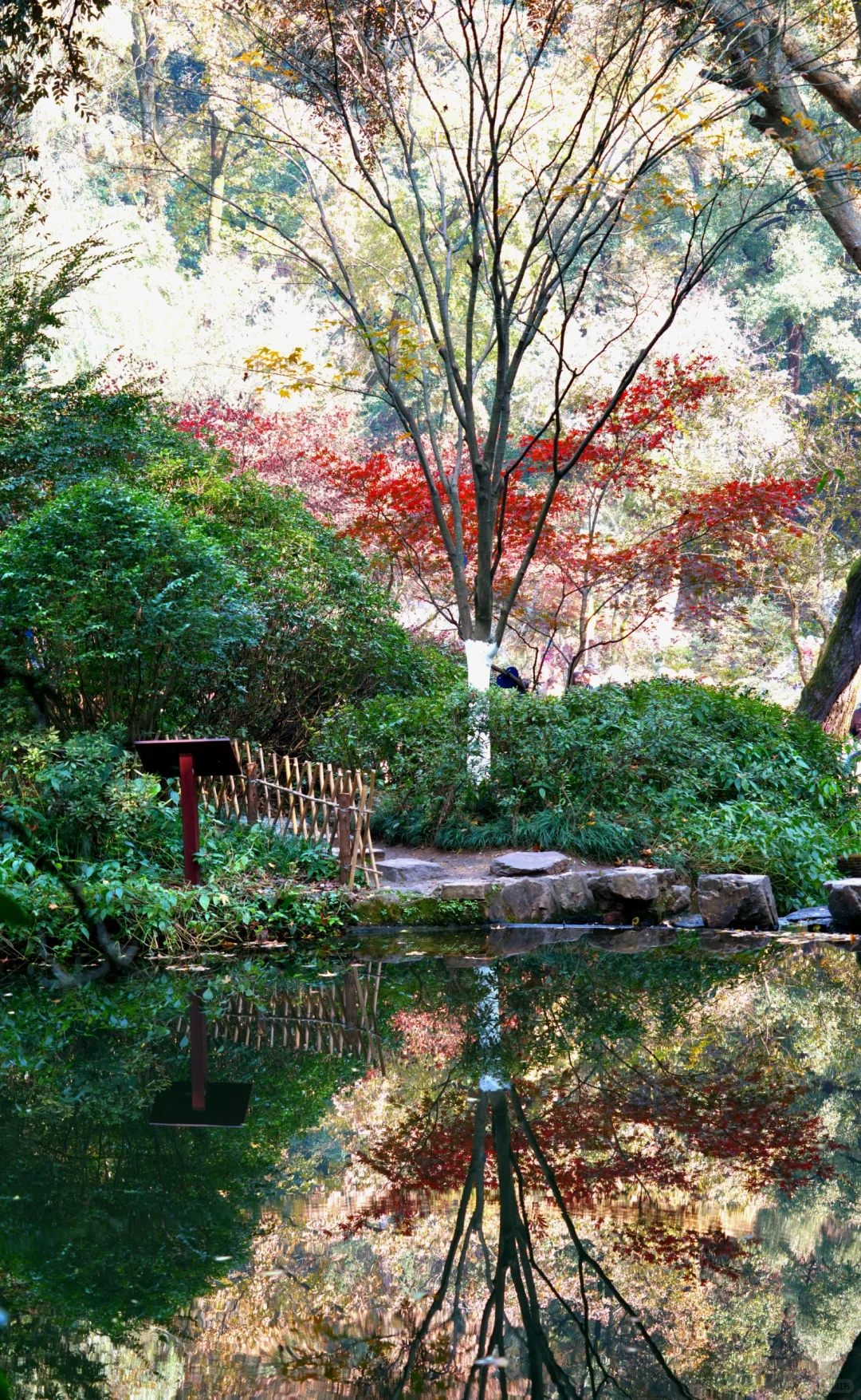 岳麓山｜枫叶季来了！来看长沙的秋日油画