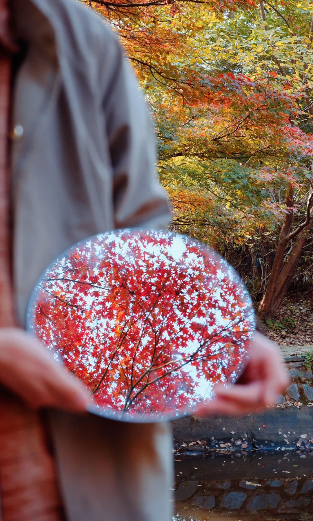 别挤爱晚亭！长沙这里的红枫即将美到封神😭