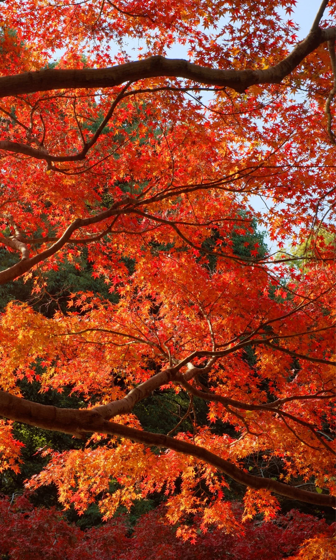 别挤爱晚亭！长沙这里的红枫即将美到封神😭