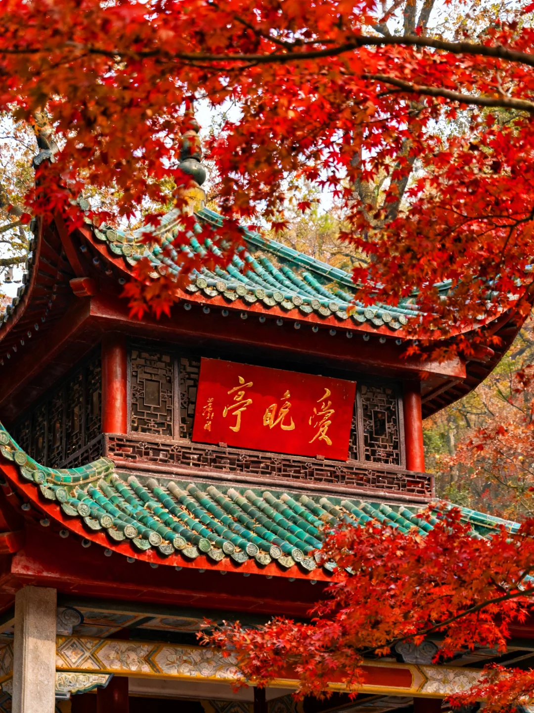 岳麓山的枫叶红了，长沙独有的秋天浪漫！