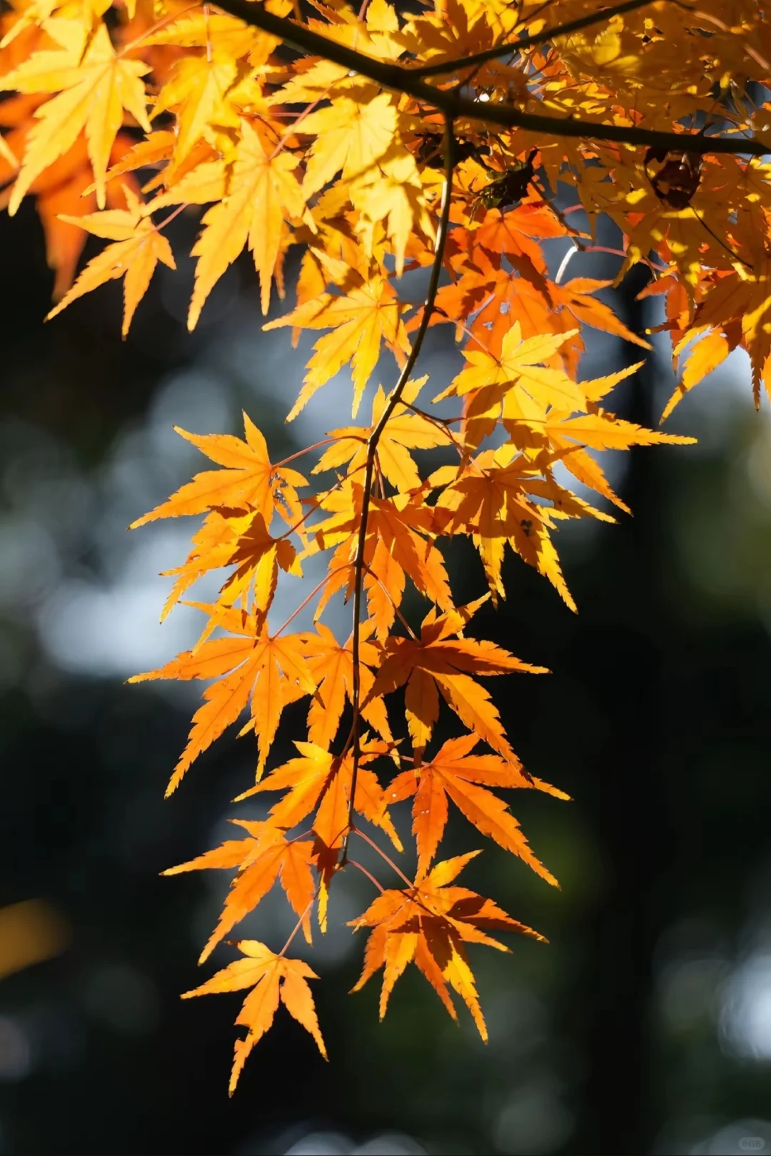 本地人私藏后花园，外地游客必打卡文化地标