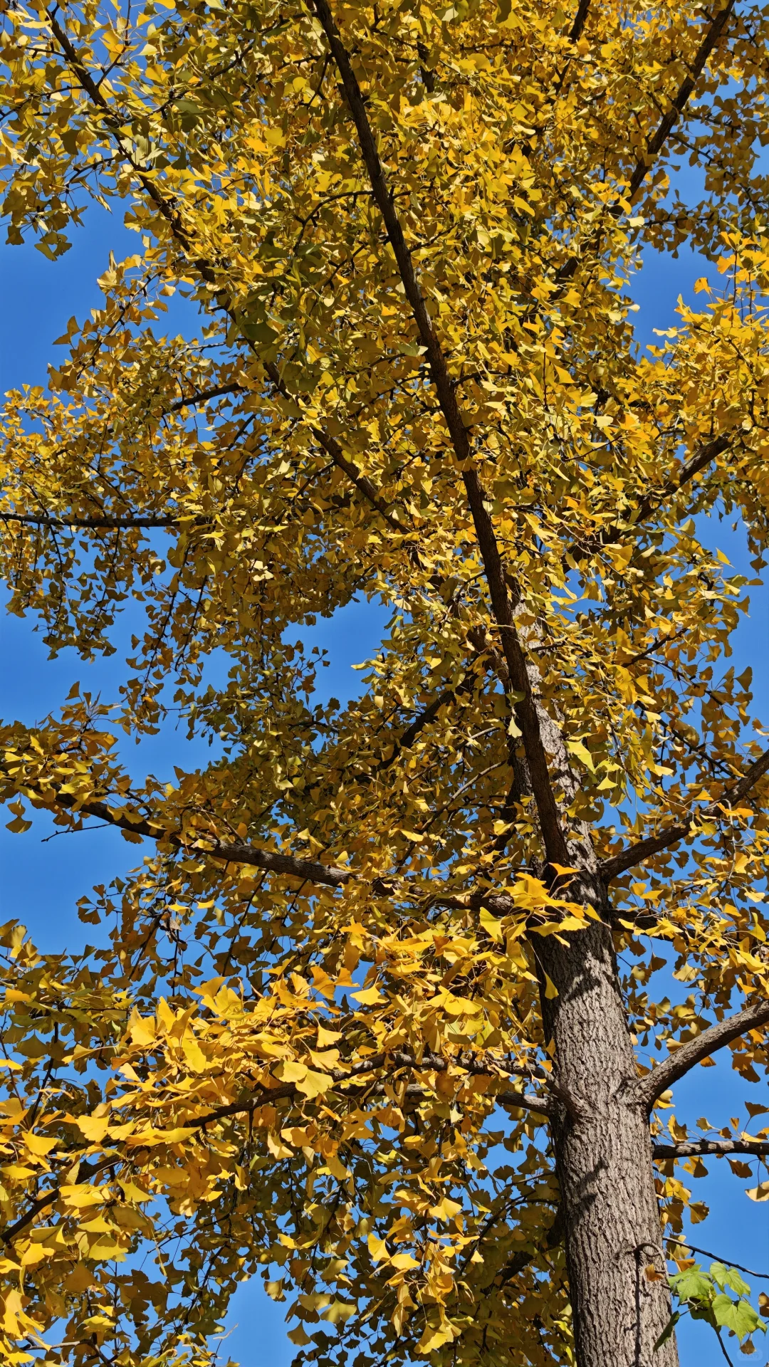 长沙11.14实况，公园的银杏鲨疯了！！