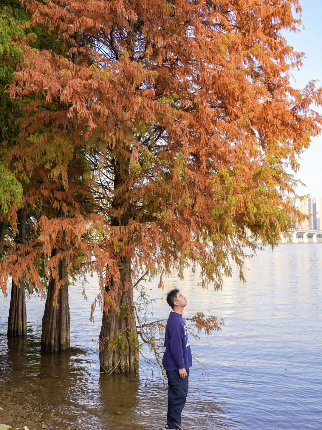 接下来的长沙🍂将迎来属于它的秋日高光时刻