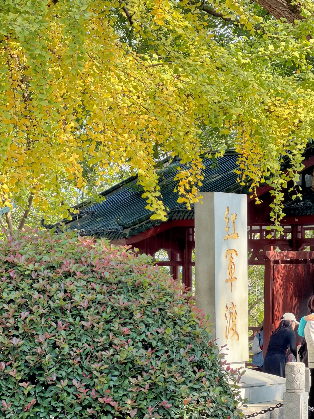 11.14实况！长沙的秋天简直美绝了～