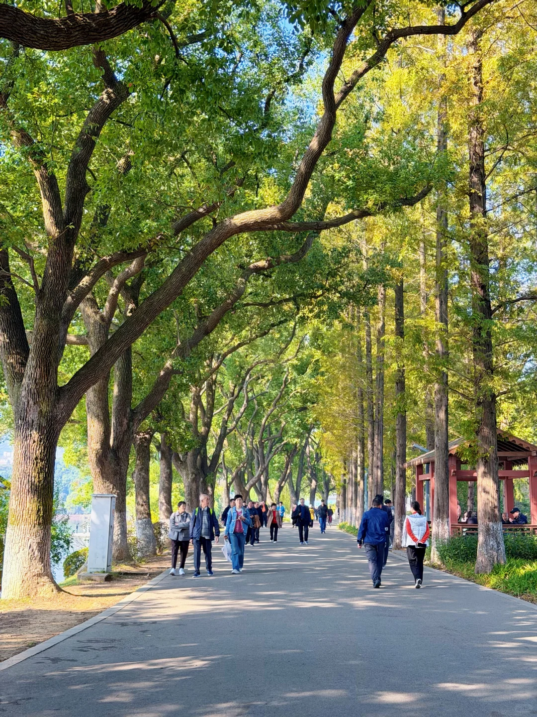 11.14实况！长沙的秋天简直美绝了～