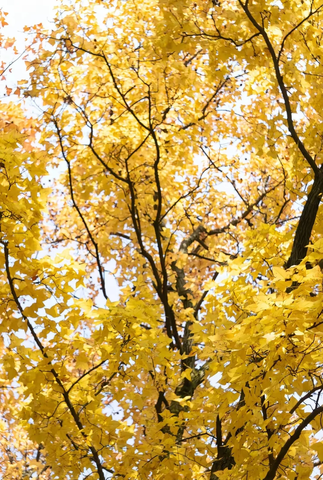 本地人私藏后花园，外地游客必打卡文化地标