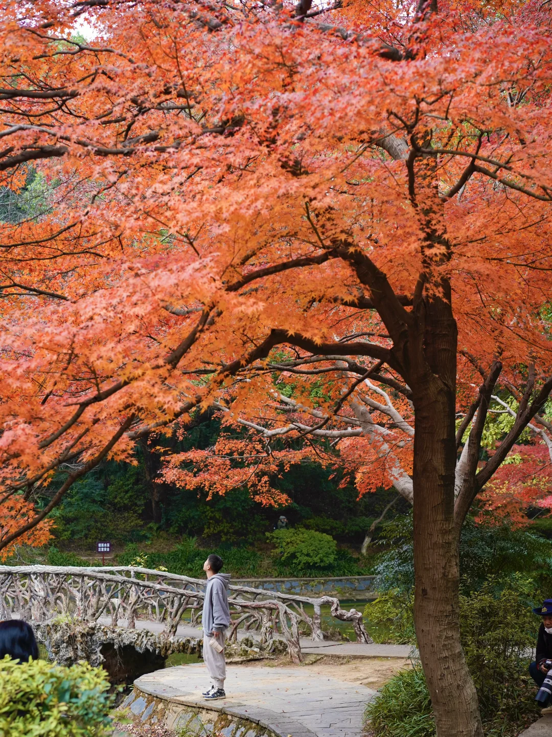 接下来的长沙🍂将迎来属于它的秋日高光时刻