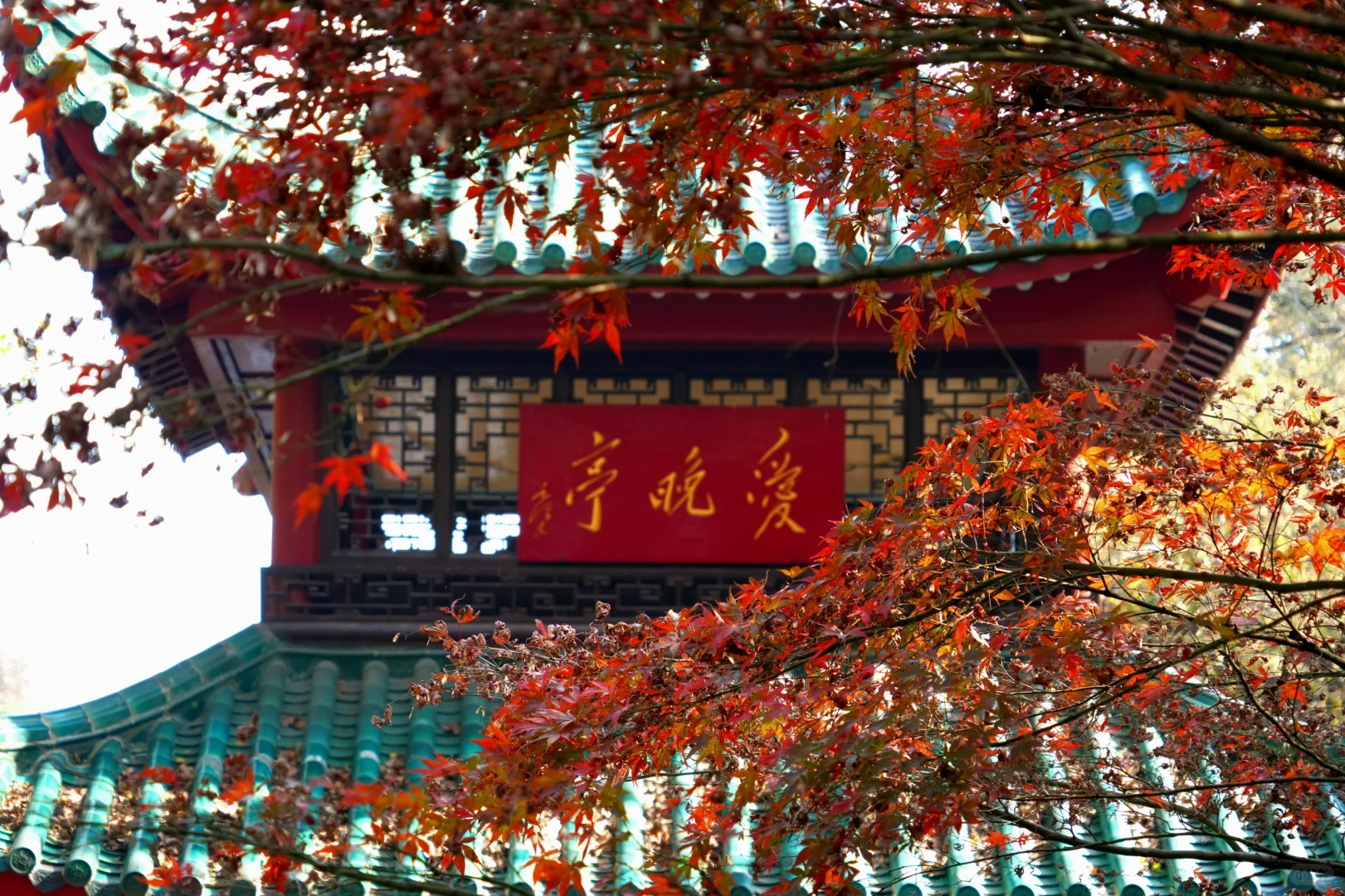 岳麓山｜枫叶季来了！来看长沙的秋日油画