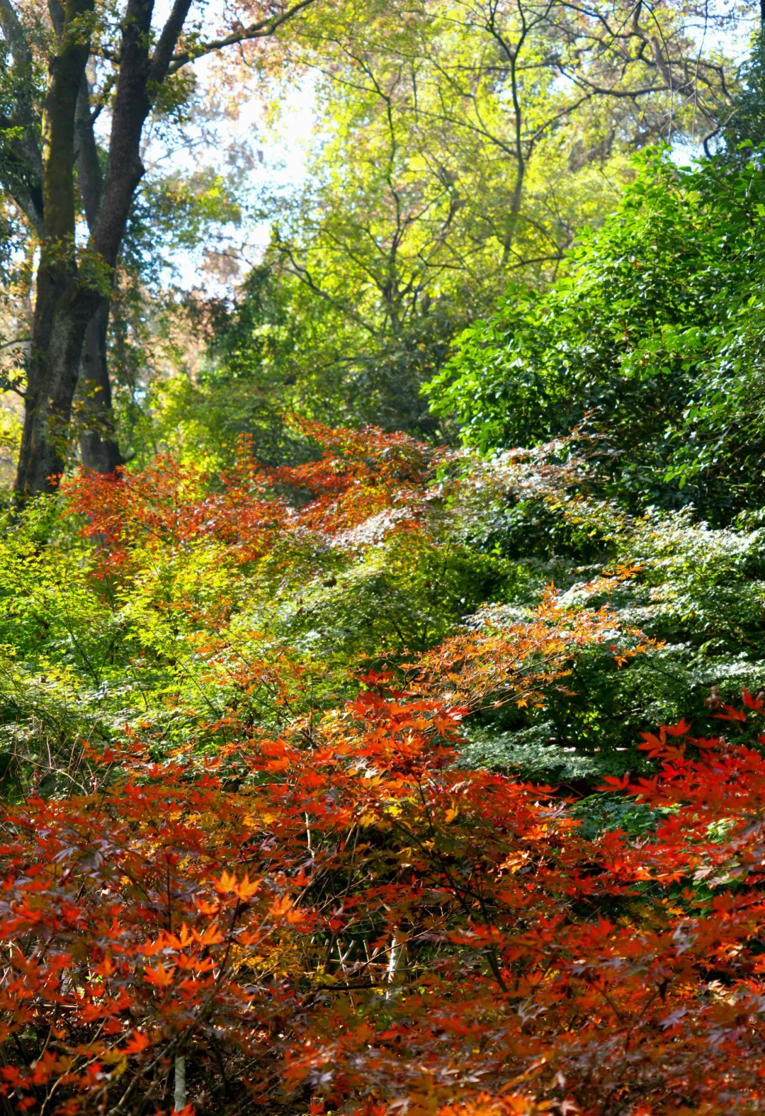 岳麓山｜枫叶季来了！来看长沙的秋日油画