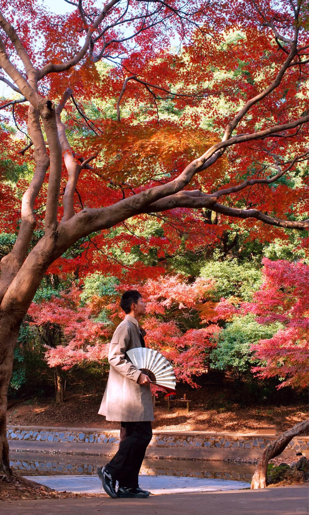 别挤爱晚亭！长沙这里的红枫即将美到封神😭