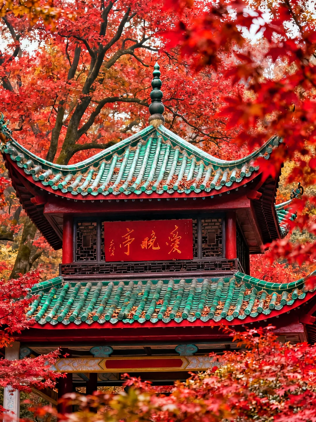 岳麓山的枫叶红了，长沙独有的秋天浪漫！