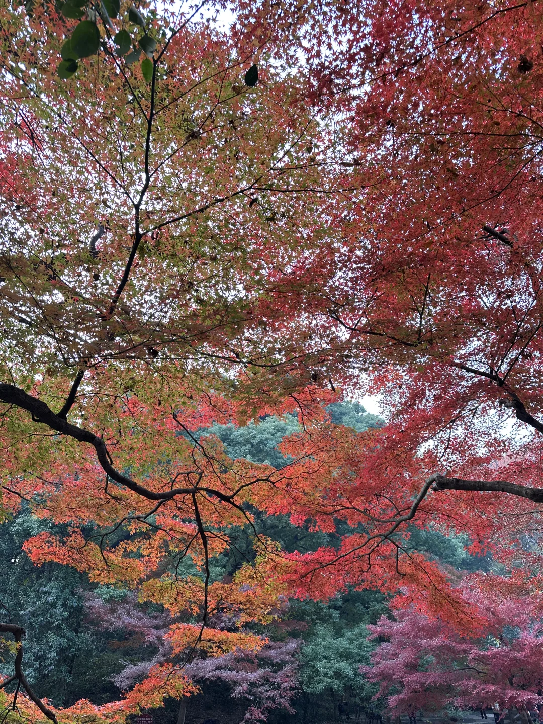 接下来的长沙，比想象中的还要美（附打卡攻略